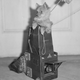 Illustration for article titled Vintage Photos Reveal Century-Long Obession with Dressing Up Pets